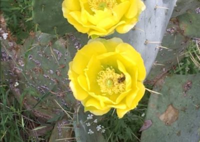 Reimers Ranch Dripping Springs Blooming Cactus 2